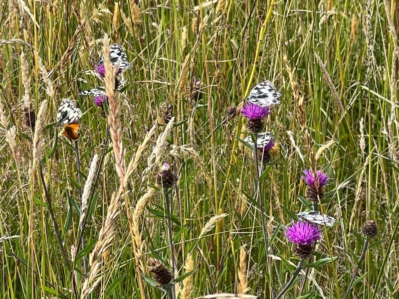 Chiltern Forage Farm